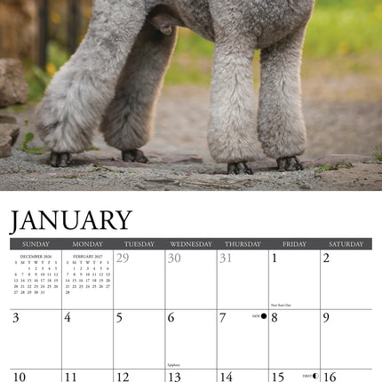 Willow Creek Poedel Kalender 2027