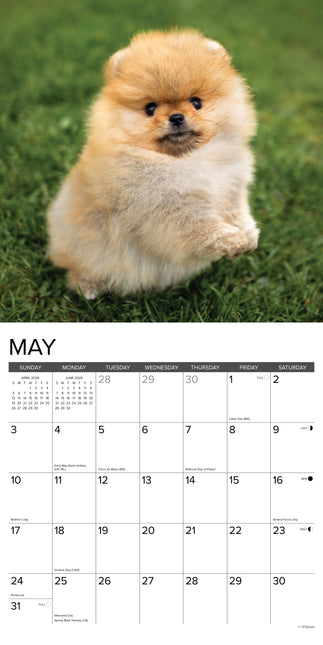Willow Creek Pomeriaan Puppies Kalender 2026