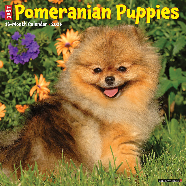 Willow Creek Pomeriaan Puppies Kalender 2026