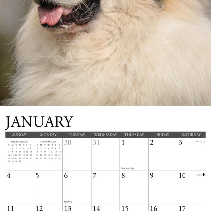 Willow Creek Pyreneese Berghond Kalender 2026