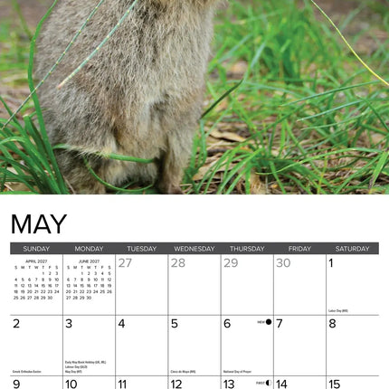 Willow Creek Quokkas Kalender 2027
