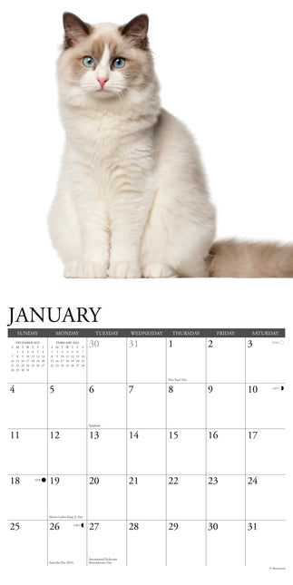Willow Creek Ragdoll Kalender 2026