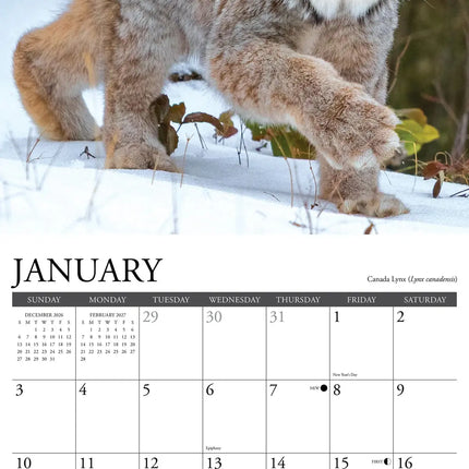 Willow Creek Rocky Mountain Wildlife Kalender 2027