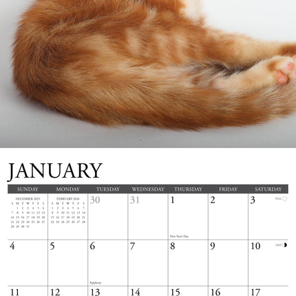 Willow Creek Rode Katten Kalender 2026