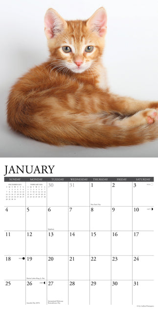 Willow Creek Rode Katten Kalender 2026