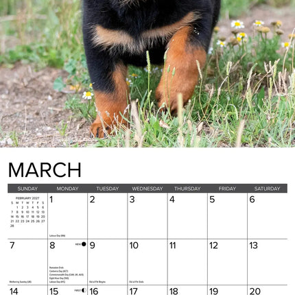 Willow Creek Rottweiler Puppies Kalender 2027