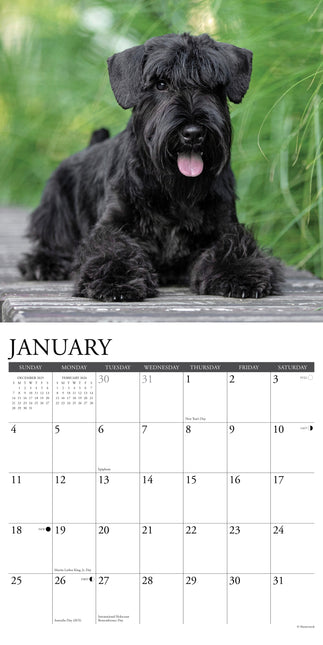 Willow Creek Schnauzer Kalender 2026