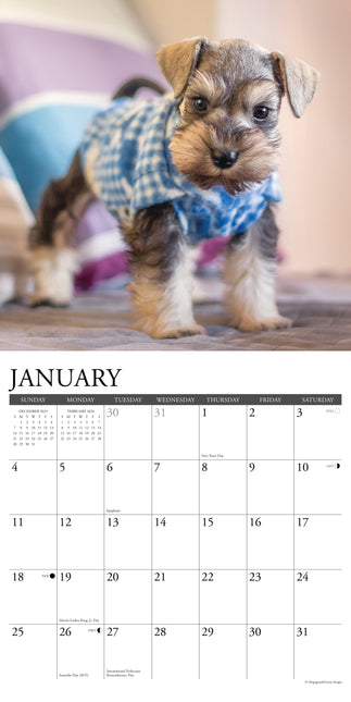Willow Creek Schnauzer Puppies Kalender 2026