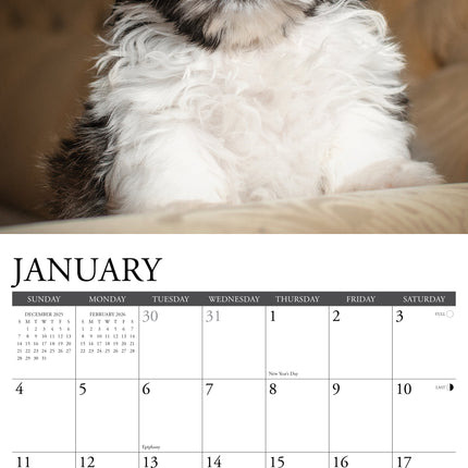 Willow Creek Shih Tzu Puppies Kalender 2026