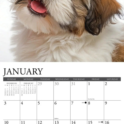 Willow Creek Shih Tzu Puppies Kalender 2027