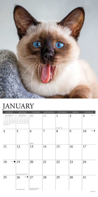Willow Creek Siamees Kalender 2026
