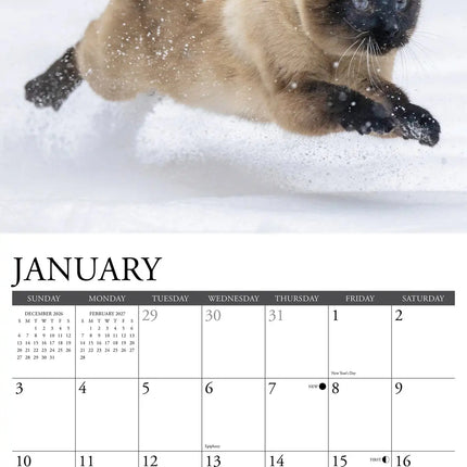 Willow Creek Siamees Kalender 2027