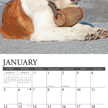 Willow Creek Sint Bernard Kalender 2025