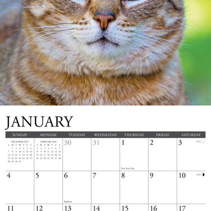 Willow Creek Tabby Katten Kalender 2026