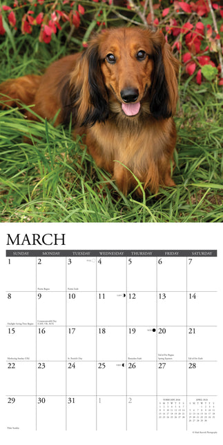Willow Creek Teckel Kalender 2026