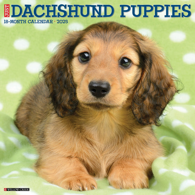 Willow Creek Teckel Puppies Kalender 2025