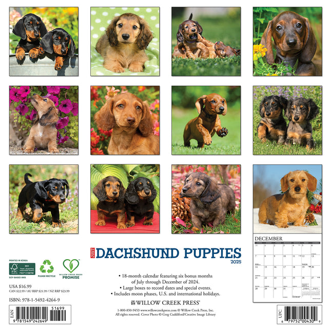 Willow Creek Teckel Puppies Kalender 2025