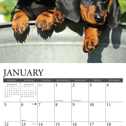Willow Creek Teckel Puppies Kalender 2025