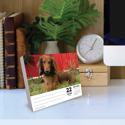 Willow Creek Teckel Scheurkalender 2026 Boxed