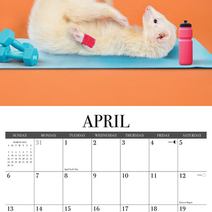Willow Creek The Modern Ferret Kalender 2025