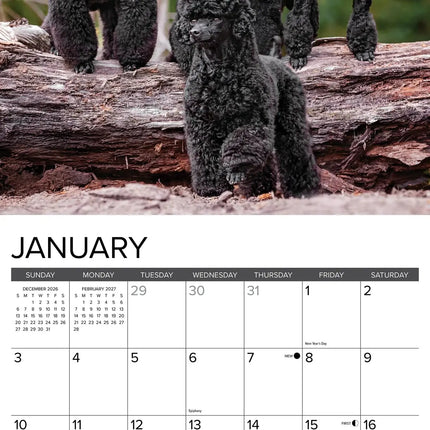 Willow Creek Toy en Miniatuur Poedel Kalender 2027