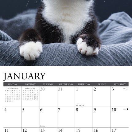 Willow Creek Tuxedo Katten Kalender 2026