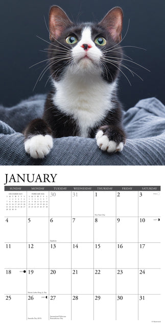 Willow Creek Tuxedo Katten Kalender 2026