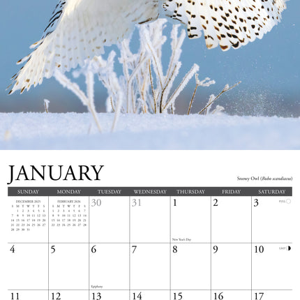 Willow Creek Uilen Kalender 2026