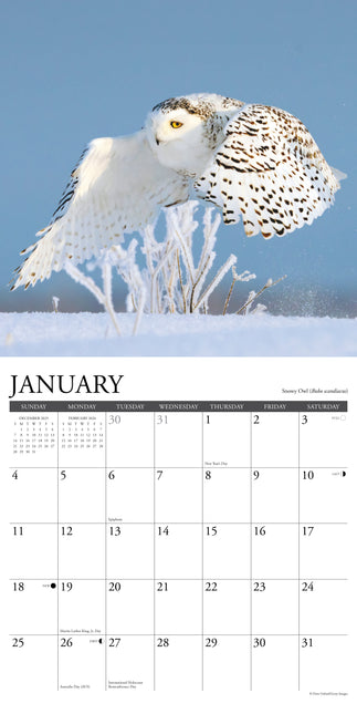 Willow Creek Uilen Kalender 2026