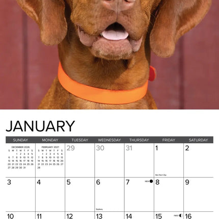 Willow Creek Vizsla Kalender 2027