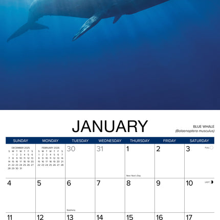 Willow Creek Walvissen Kalender 2026