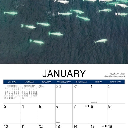 Willow Creek Walvissen Kalender 2027