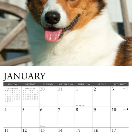 Willow Creek Welsh Corgi Kalender 2026