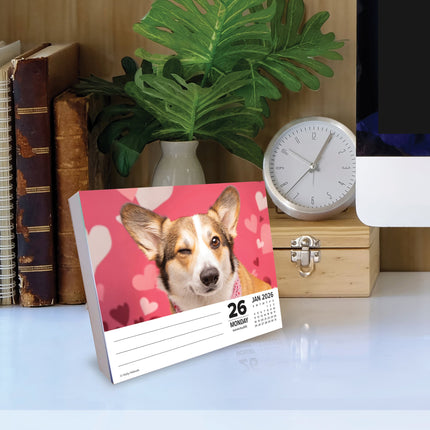Willow Creek Welsh Corgi Scheurkalender 2026 Boxed