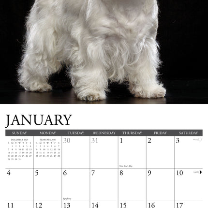 Willow Creek West Highland White Terrier Kalender 2026