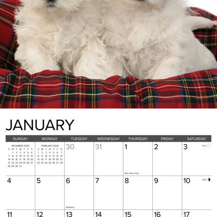 Willow Creek West Highland White Terrier Puppies Kalender 2026