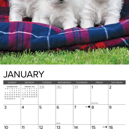 Willow Creek West Highland White Terrier Puppies Kalender 2027