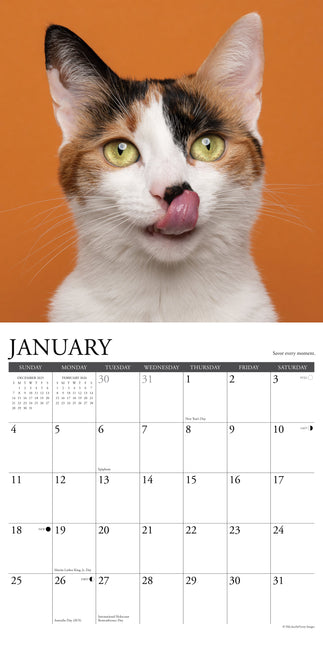 Willow Creek What Cats Teach Us Kalender 2026