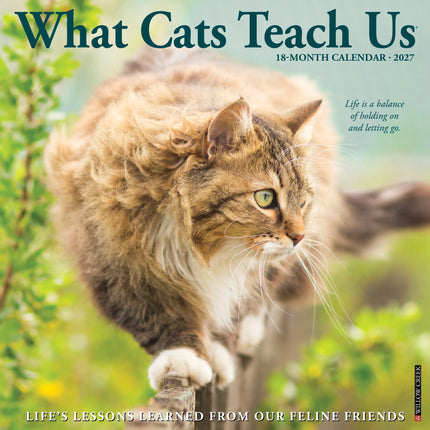 Willow Creek What Cats Teach Us Kalender 2027