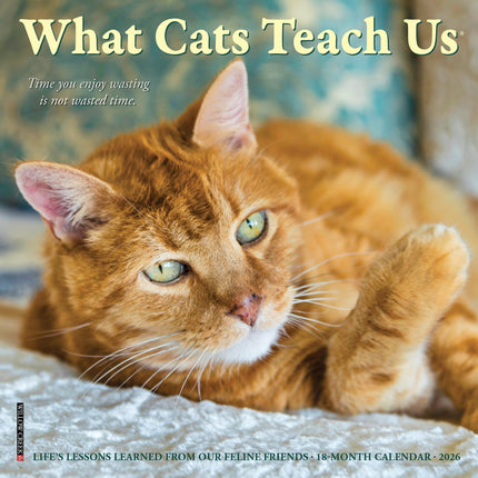 Willow Creek What Cats Teach Us Kalender 2027 Mini