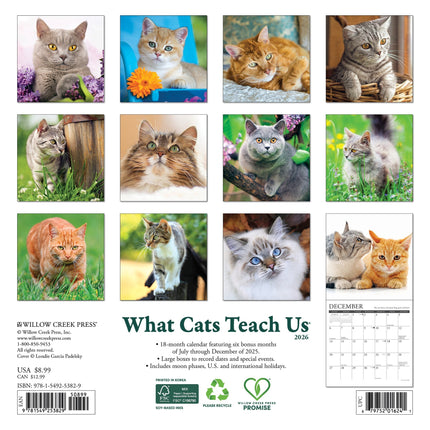 Willow Creek What Cats Teach Us Kalender 2027 Mini