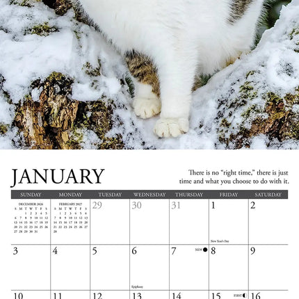 Willow Creek What Cats Teach Us Kalender 2027 Mini
