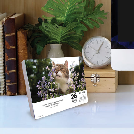 Willow Creek What Cats Teach Us Scheurkalender 2026 Boxed
