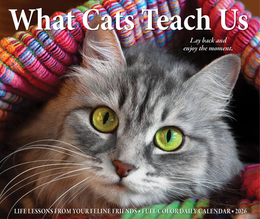 Willow Creek What Cats Teach Us Scheurkalender 2026 Boxed