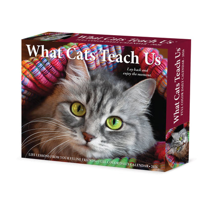 Willow Creek What Cats Teach Us Scheurkalender 2027 Boxed