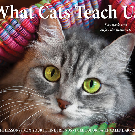 Willow Creek What Cats Teach Us Scheurkalender 2027 Boxed