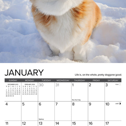 Willow Creek What Dogs Teach Us Kalender 2026 Mini