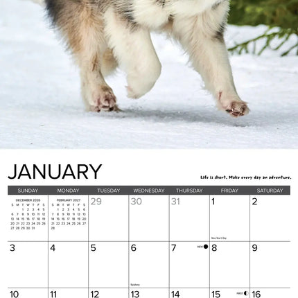 Willow Creek What Dogs Teach Us Kalender 2027