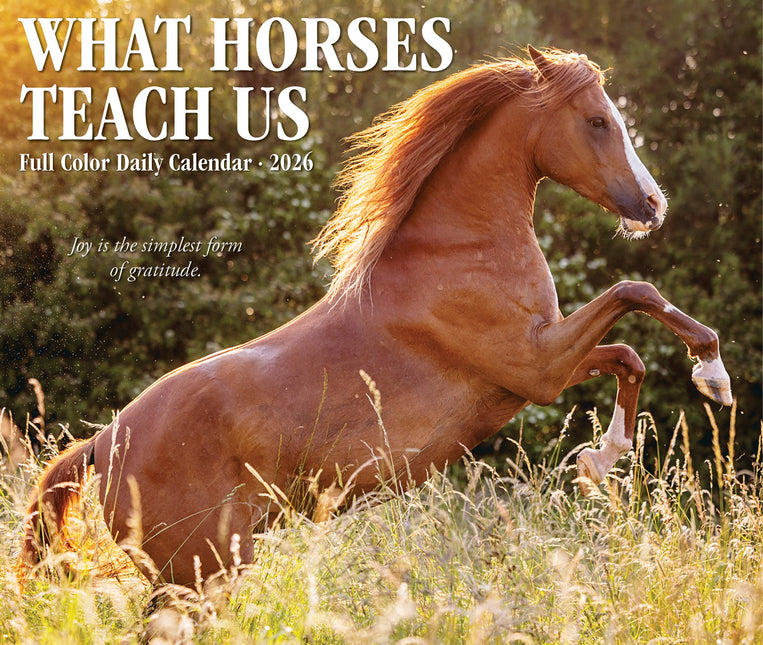 Willow Creek What Horses Teach Us Scheurkalender 2026 Boxed