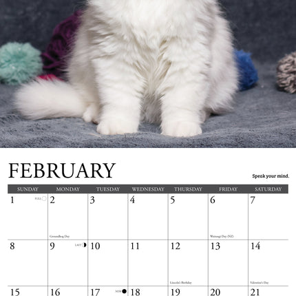 Willow Creek What Kittens Teach Us Kalender 2027